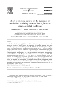 Effect of stocking density on the dynamics of cannibalism in sibling