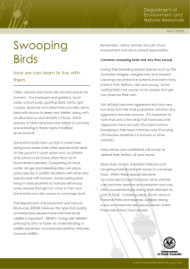 Swooping Birds - Department of Environment, Water and Natural
