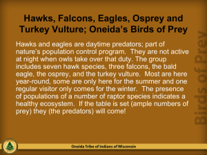 Oneida's birds of prey