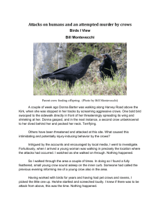 Attacks on humans and an attempted murder by crows