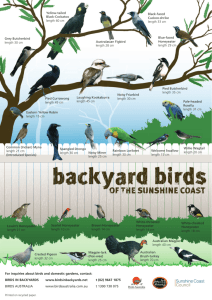 Backyard Birds of the Sunshine Coast