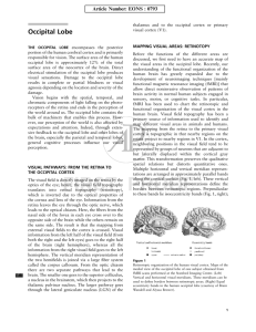 FIRST PROOF Occipital Lobe - Vision & Perception Neuroscience Lab