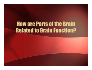 How are Parts of the Brain Related to Brain Function?