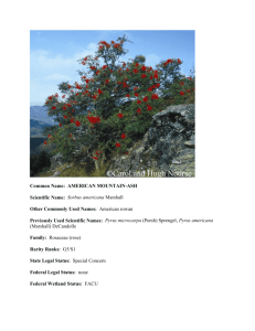 AMERICAN MOUNTAIN-ASH Scientific Name: Sorbus americana