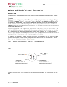 Worksheet: Meiosis and Mendel's Law of Segregation