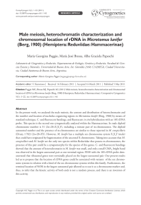 Male meiosis, heterochromatin characterization and chromosomal