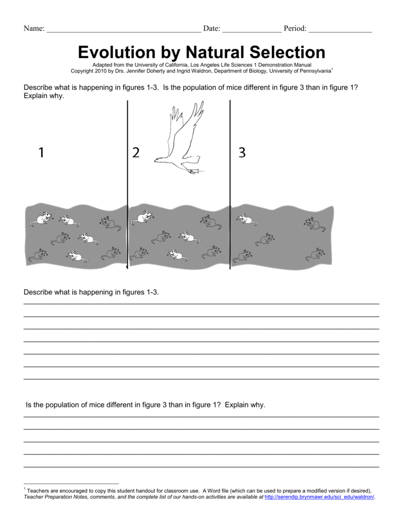 Evolution by natural selection worksheet With Regard To Evolution And Natural Selection Worksheet