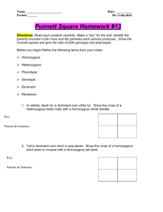 Punnett Square Homework #13