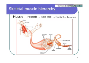 Skeletal muscle hierarchy