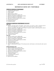 reference bone set: vertebrae