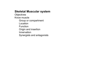 Skeletal Muscular system