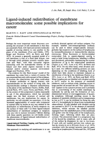 Ligand-induced redistribution of membrane macromolecules: some