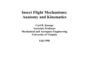 Insect Flight Mechanisms: Anatomy and Kinematics