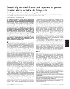 Genetically encoded fluorescent reporters of protein tyrosine kinase