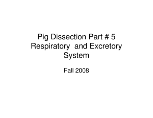 Pig Dissection Part # 5 Respiratory and Excretory System