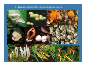 Lecture 3_Basidiomycota life cycle