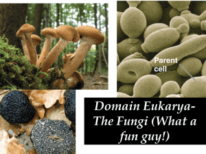 Domain Eukarya- The Fungi (What a fun guy!)