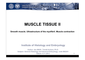 Muscle tissue II