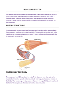 muscular system muscle structure muscles of the body