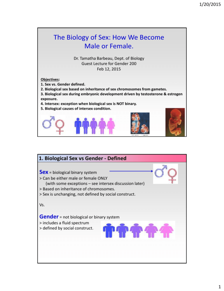 The Biology Of Sex How We Become Male Or Female