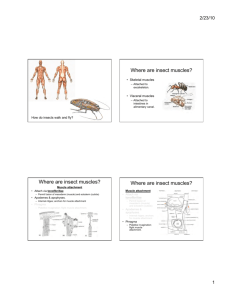 Where are insect muscles? - University of San Diego Home Pages
