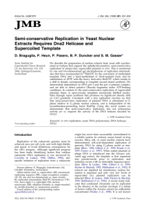 Semi-conservative Replication in Yeast Nuclear Extracts Requires