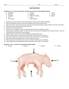 Fetal Pig Prelab 14. 15. 16. 17.