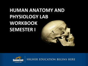 human anatomy and physiology lab workbook semester i
