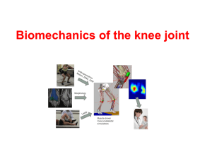 Biomechanics of the knee joint