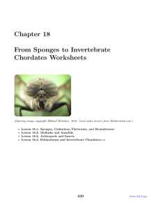 8: Chapter 18 From Sponges to Invertebrate Chordates Worksheets