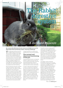 The Rabbit digestive system - Rabbit Welfare Association