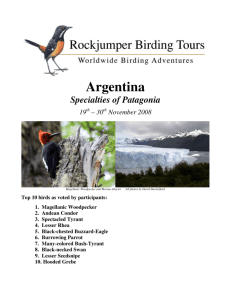 Argentina - Rockjumper Birding Tours