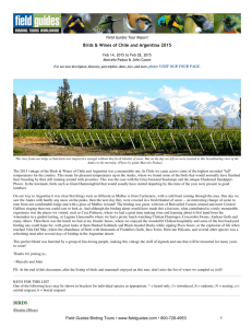 Birds & Wines of Chile and Argentina 2015 BIRDS