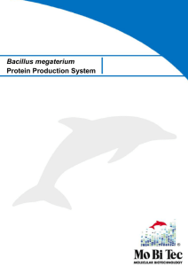 Bacillus megaterium Protein Production System