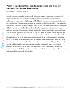 Ploidy of Bacillus subtilis, Bacillus megaterium, and three