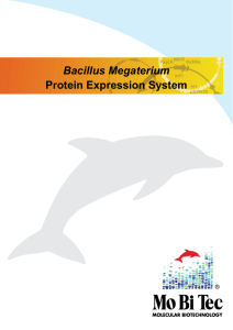 Bacillus Megaterium Protein Expression System