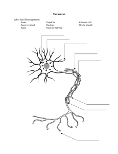 The neuron Label the following terms: Soma Axon terminal Axon