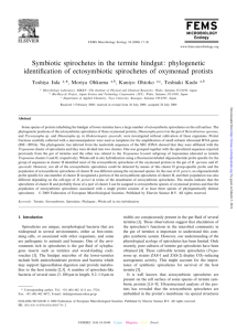 Symbiotic spirochetes in the termite hindgut: phylogenetic