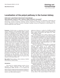 Localization of the polyol pathway in the human kidney