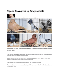 Pigeon DNA gives up fancy secrets