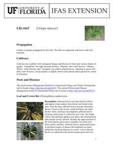 Lily-turf Liriope muscari - Lake County Extension