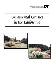 Ornamental Grasses in the Landscape