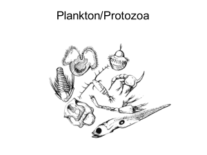 Plankton/Protozoa