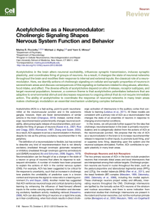 Acetylcholine as a Neuromodulator