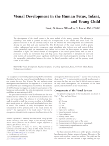 Visual Development in the Human Fetus, Infant