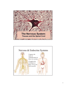 The Nervous System: Nervous & Endocrine Systems