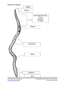 Earthworm Diagram Mouth Posterior Anus Anterior Segments Setae