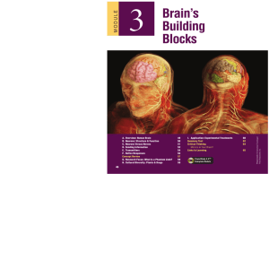 Brain's Building Blocks