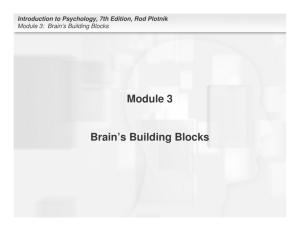 Module 3 Brain's Building Blocks
