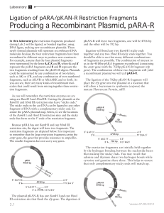 Producing a Recombinant Plasmid, pARA-R